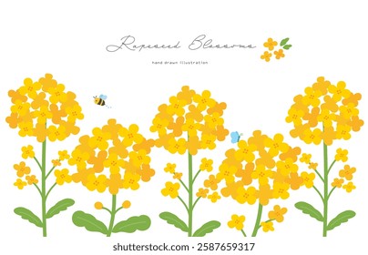 Hand-drawn illustration of rape blossoms