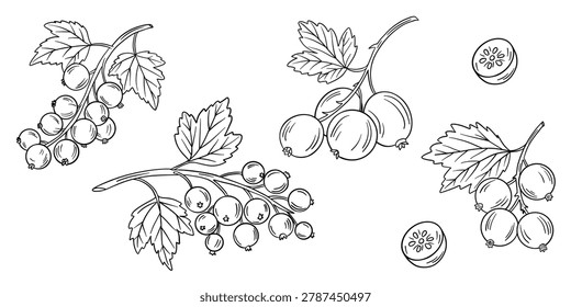 Hand-drawn illustration red currant and blue berries in black white outline. Currant clusters, berries, leaves, and natural organic textures. Outline kids coloring pages and educational activities.