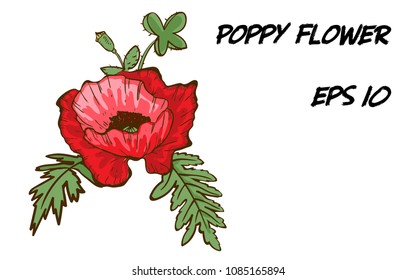 Hand-drawn illustration of red poppy flower isolated on white background. A large bud with green leaves. Botanical floral elements for your design