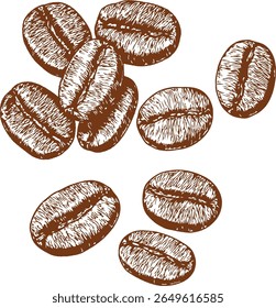 Uma ilustração feita à mão de grãos de café torrados em detalhes finos. Perfeito para marca café, embalagem, aulas de barista, e vintage-estilo conteúdo de comida ou bebida.