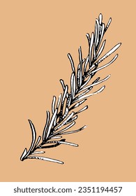 Hand-drawn illustration of Rosemary. Vector