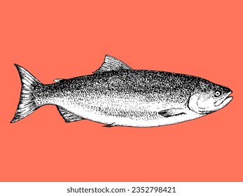 Ilustración hecha a mano de Salmon.  Pescado. Vector. Dibujo de tinta. 