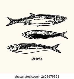 Hand-drawn illustration of sardines. Ideal for marine related projects, restaurant menu and coastal design.