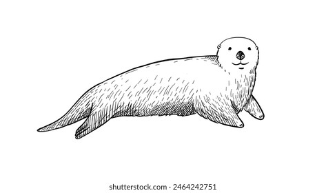 Hand-drawn illustration of sea otter in vector for engraving or print. Monochrome drawing of cute animal on white background