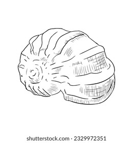 Hand-drawn illustration of a sea shell. Vector sketch. Isolated on white.