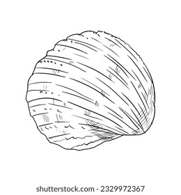 Hand-drawn illustration of a sea shell. Vector sketch. Isolated on white.