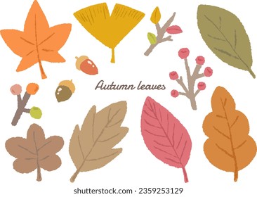 Hand-drawn illustration set of autumn plants, autumn leaves, ginkgo and acorns, colored pencils with texture