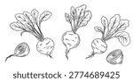 Hand-drawn illustration set of beetroot for kids coloring pages. Simple and clean line art featuring whole beets, sliced pieces, and leaves with clear contours, perfect for easy coloring
