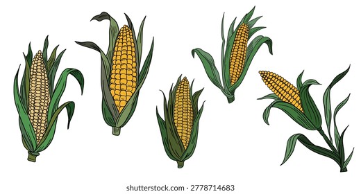 Hand-drawn illustration set corn in color. Corn cobs, leaves, and natural organic textures. Fresh yellow and green tones for healthy food and farming themes