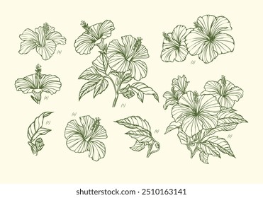 hand-drawn illustration set features beautiful hibiscus flowers alongside lush leaves, capturing the delicate details and vibrant beauty of these tropical blooms. Ideal for floral designs, greeting