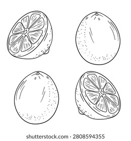 Hand-drawn illustration set grapefruit in black and white outline. Whole grapefruits, grapefruit slices, leaves, and natural citrus textures. Perfect for coloring books, educational materials