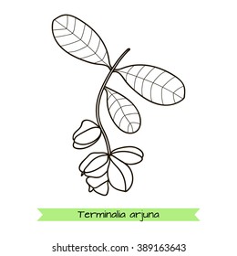 Handdrawn Illustration - Siberian herbs.Outline drawing isolated on white. Vector illustration. Terminalia arjuna