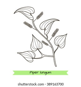 Handdrawn Illustration - Siberian herbs.Outline drawing isolated on white. Vector illustration.. Piper longum