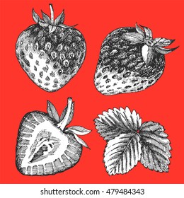 Hand-drawn illustration of Strawberry. Vector