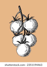 Hand-drawn illustration of Tomato, vector