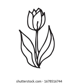 Ilustración hecha a mano de un Tulip. Ilustración vectorial aislada en un fondo blanco. Negro y blanco, contorno.