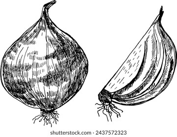  Hand-drawn illustration of two onion, one whole and one sliced, showcasing detailed textures and root structures in a monochrome sketch style.