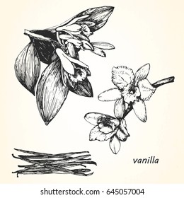 Hand-drawn illustration of Vanilla. Vector
