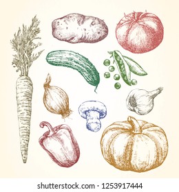 Hand-drawn illustration of vegetables and fruits, vector