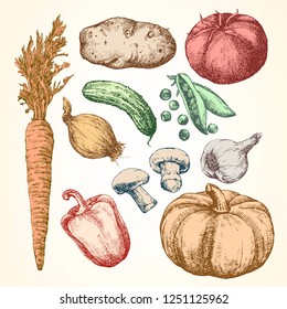 Hand-drawn illustration of vegetables, vector