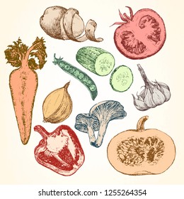 Hand-drawn illustration of vegetables, vector