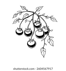 Hand-Drawn Illustration Of Vine-Ripened Tomatoes