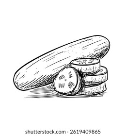 Hand-drawn illustration of a whole cucumber and slices. Vintage line art style, vector illustration isolated on white background.