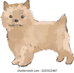 Hand-drawn illustration of a Yorkshire Terrier dog