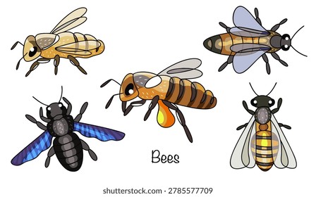 Hand-drawn illustrations of five different bees. These small insects have a compact body, black and yellow or brown in color, with dark stripes on their abdomens. Colored vector.