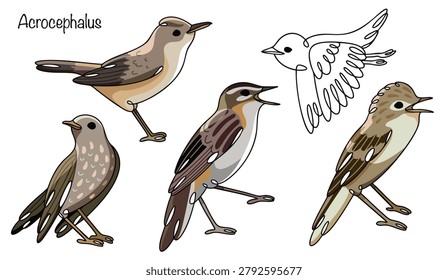 Hand-drawn illustrations of five different reed warblers. These small birds have thin bills and long legs. Their plumage is gray-brown, and their bellies are light. Color vector illustration.