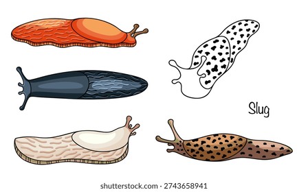 Hand-drawn illustrations of five different slugs. Slugs are soft-bodied invertebrates with elongated, moist, flexible bodies covered in mucus and lacking an external shell.