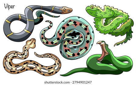 Hand-drawn illustrations of five different vipers. These snakes have muscular bodies and broad, triangular heads. Their coloring is multicolored, with distinctive spots and zigzags across their bodies