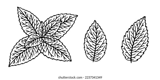 Hand-drawn illustrations of spearmint plant leaves