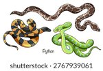 Hand-drawn illustrations of three different pythons. These large, non-venomous snakes have smooth, brightly patterned scales that aid camouflage. Colored vector illustration featuring snakes.