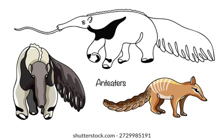 Handgezeichnete Illustrationen von zwei gemeinsamen Vorspeisen und einem Beutelameisenbär. Diese ungewöhnlichen Säugetiere haben langgestreckte Schnauzen und lange, klebrige Zungen, die zum Verzehr von Ameisen und Termiten geeignet sind. Vektor.