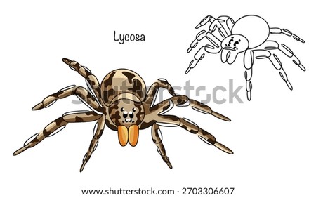 Hand-drawn illustrations of two tarantula spiders. A large, venomous spider, densely covered in hairs. Color and black-and-white vector illustrations of these dangerous arthropods.