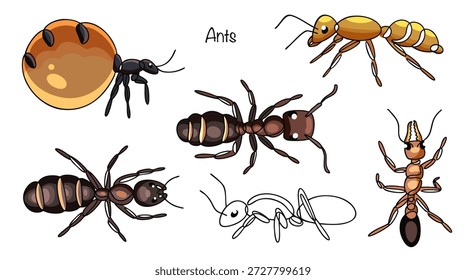Ilustraciones dibujadas a mano de varias hormigas. Estos Pequeños insectos tienen seis patas, un cuerpo alargado y son generalmente de color oscuro. Ilustraciones vectoriales de colores aisladas sobre un fondo blanco.