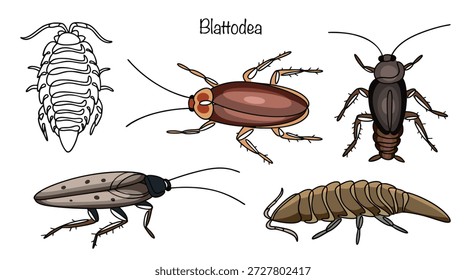 Hand-drawn illustrations of the world's most famous cockroach species. These insects have a flat, oval body and six tenacious, spiked legs. They are pests that can cause indoor sanitation problems.