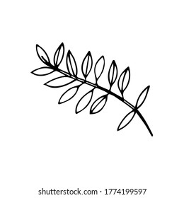 Hand-drawn image of acacia branches. Black and white vector image. Idea for logo, illustration, design. Isolated on white 