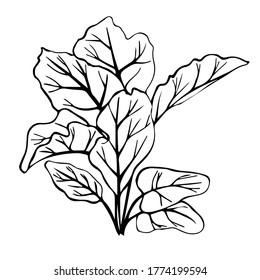 Handgezeichnetes Bild von Rübenblättern. Schwarz-Weiß-Bild einzeln auf weißem Hintergrund. Idea für Poster, Druck, Kinderkunst, Dekoration.
