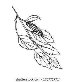 Imagen de mano de una rama de abedul con un canto de abedul. Bonita imagen vectorial gráfica en blanco y negro.