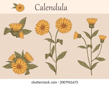 
Hand-drawn image of calendula flowers with stems and leaves.botanical illustration. Healing Herbs for design Natural Cosmetics, aromatherapy, homeopathy.