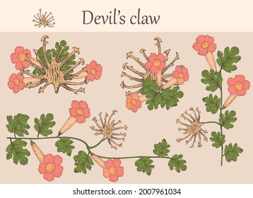 Hand-drawn image of devil's claw flowers with stems and leaves.botanical illustration. Healing Herbs for design Natural Cosmetics, aromatherapy,homeopathy.