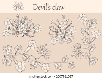 Hand-drawn image of devil's claw flowers with stems and leaves.botanical illustration. Healing Herbs for design Natural Cosmetics, aromatherapy,homeopathy.