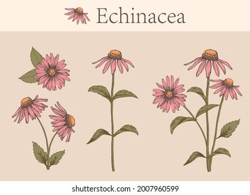 Hand-drawn image of echinacea flowers with stems and leaves.botanical illustration. Healing Herbs for design Natural Cosmetics, aromatherapy,homeopathy.