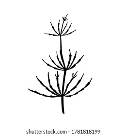 Hand-drawn image of horsetail. Graphic black and white vector image. Isolated on white