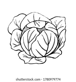 Hand-drawn image of a large cabbage swing. Graphic black and white vector image. Isolated on white