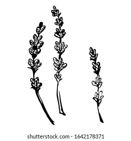 hand-drawn image of i
lavender. Ink style i
lavender blossom. Vector element for wedding invitations, openings, posters.