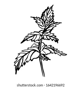 hand-drawn image of 
mint. Ink style 
mint blossom. Vector element for wedding invitations, openings, posters.