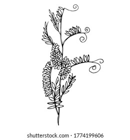 Imagen dibujada a mano de un tallo de arveja de ratón con hojas y flores. Imagen en blanco y negro aislada en un fondo blanco.